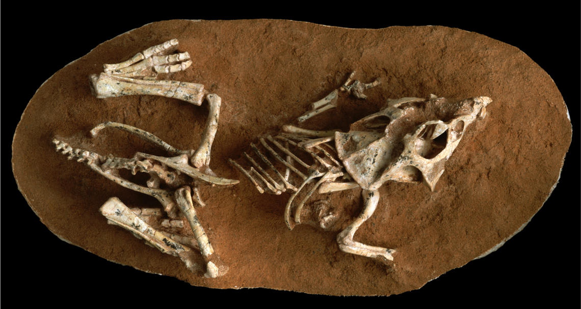 Hatchling Protoceratos fossil