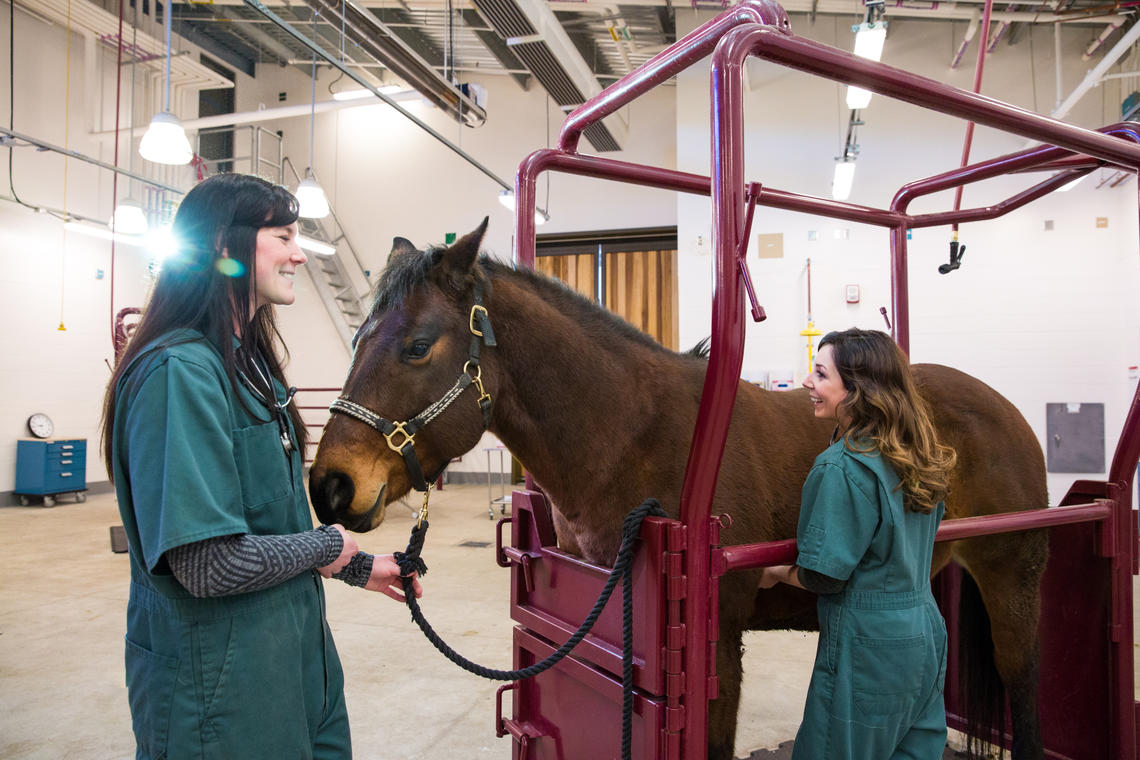 'Amazing' equine athletes inspire newly graduated veterinarians