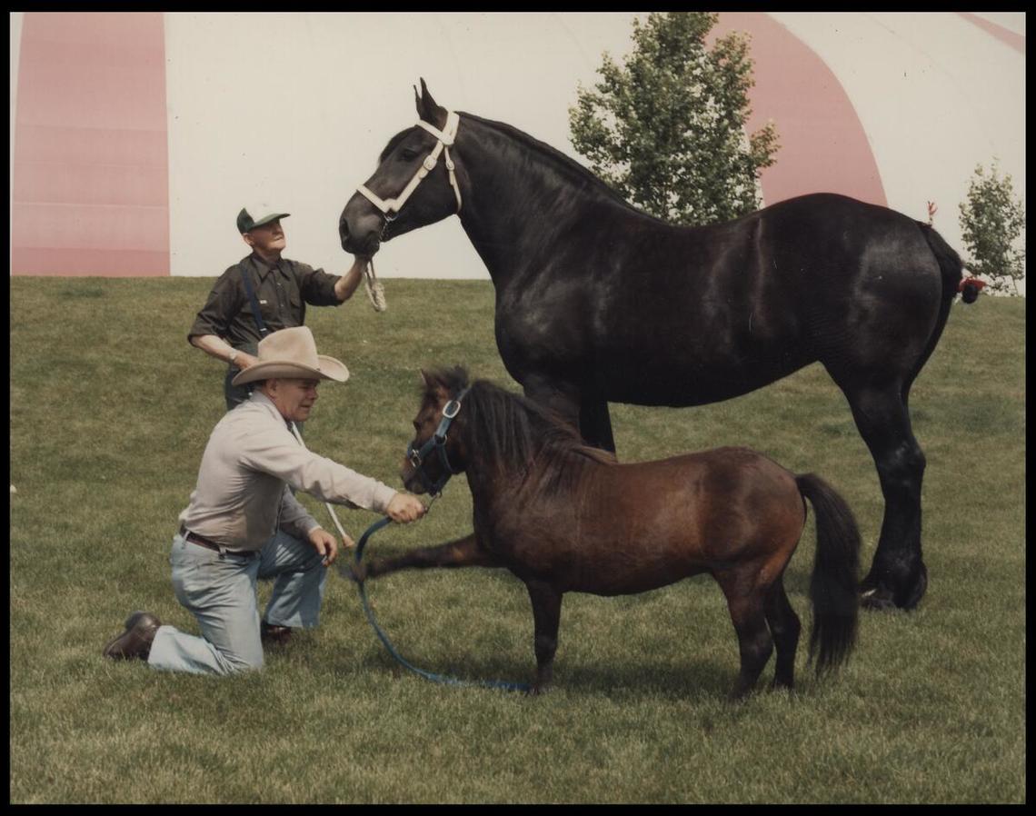 Percheron and miniature horses with owners