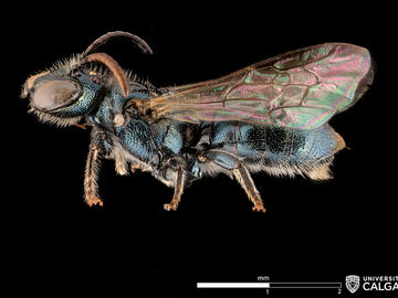 Male Ceratina nanula (Carpenter bee).