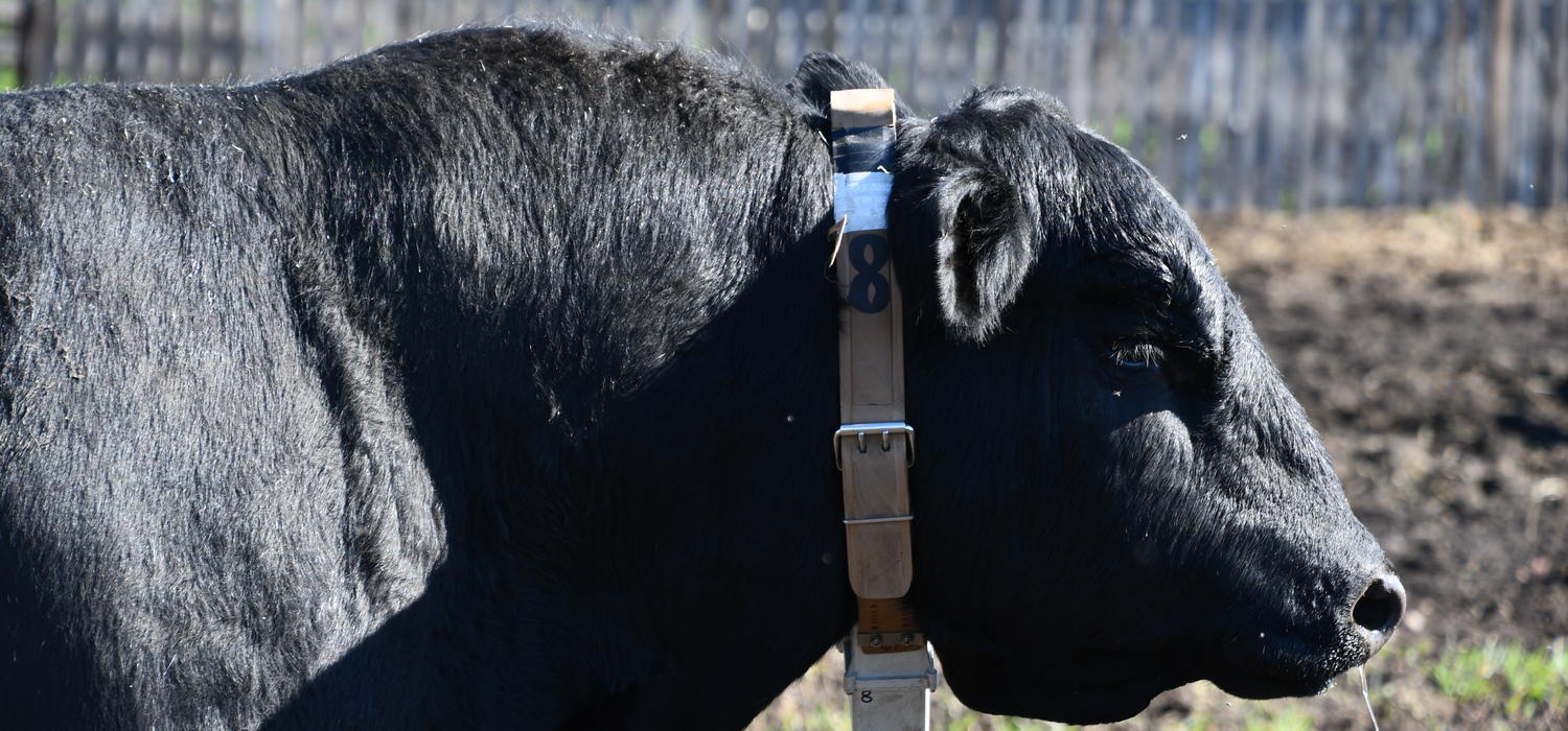 Researchers have attached GPS radio collars to beef bulls at W.A. Ranches to monitor their movements and activities before and during breeding season