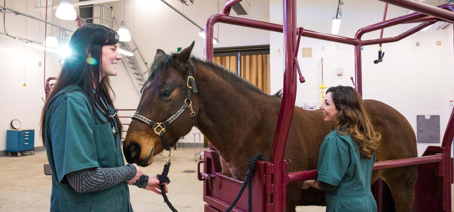 'Amazing' equine athletes inspire newly graduated veterinarians
