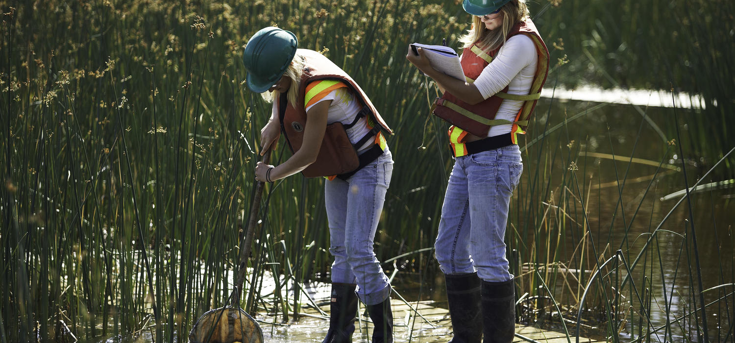 Suncor employees monitor wetlands.