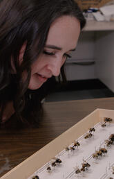 Justine Doll looking at some bees in a storage case