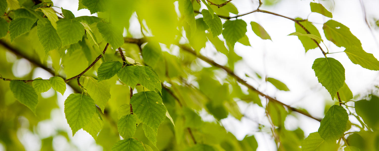 Trees