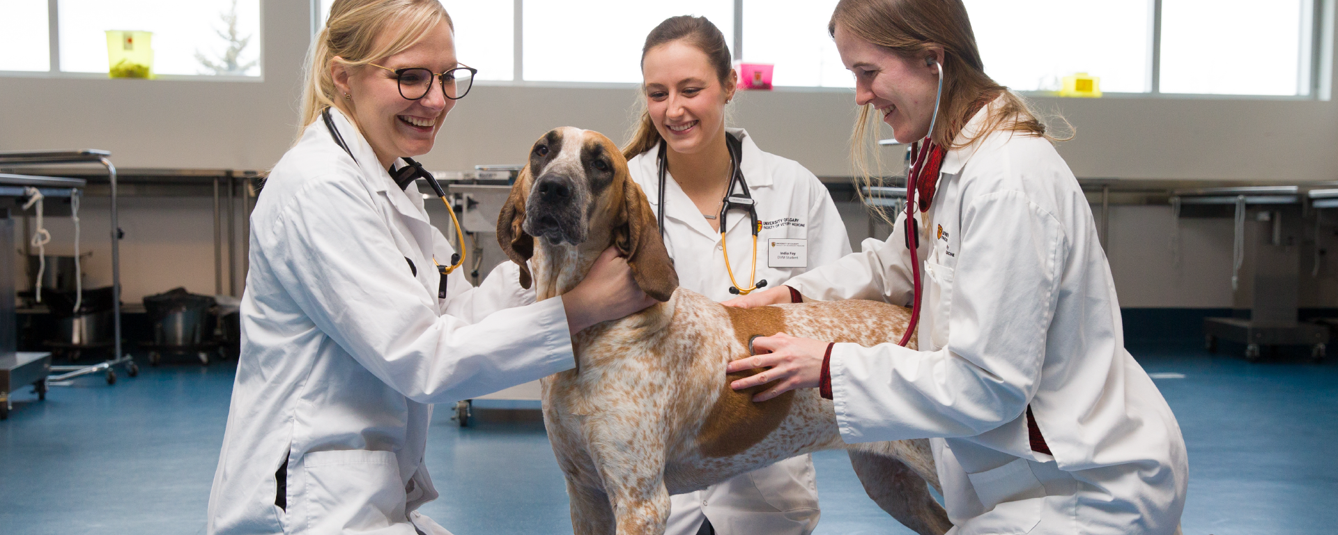 Vet met students work with a dog