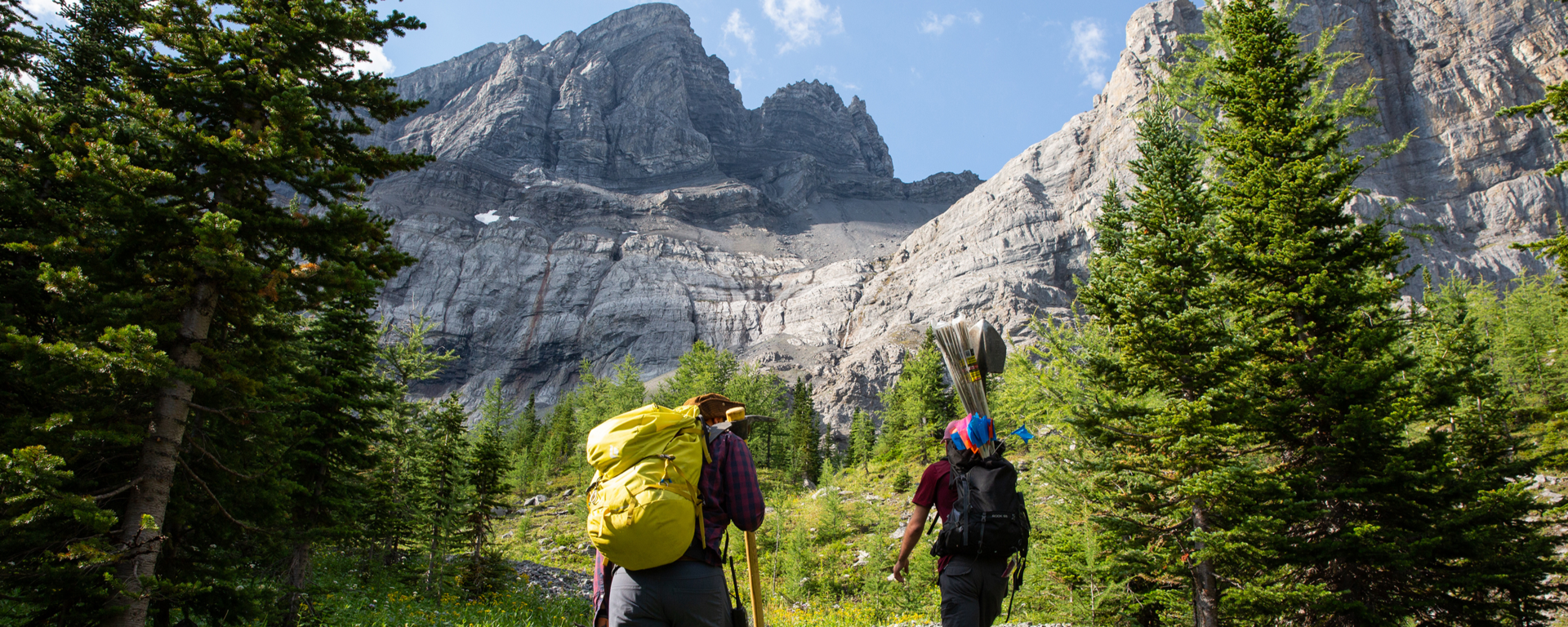 Students walking up a path between trees towards a mountain.