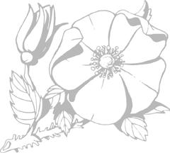 Floral Emblem of Alberta