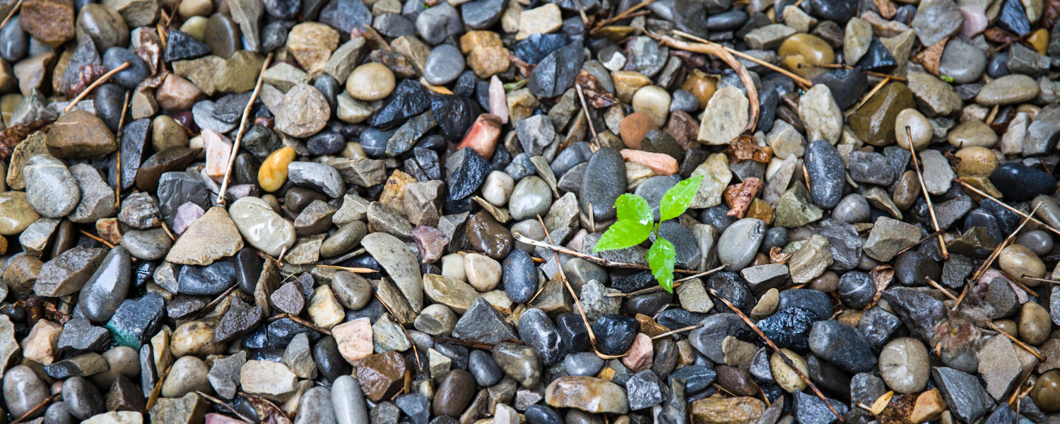 A single plant grows from the ground