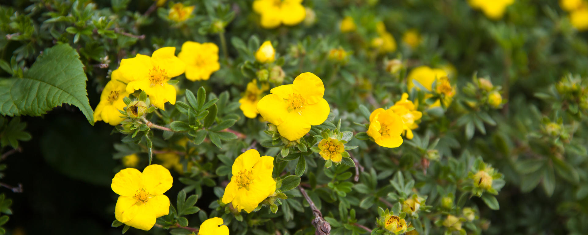 Safety and Wellness Week