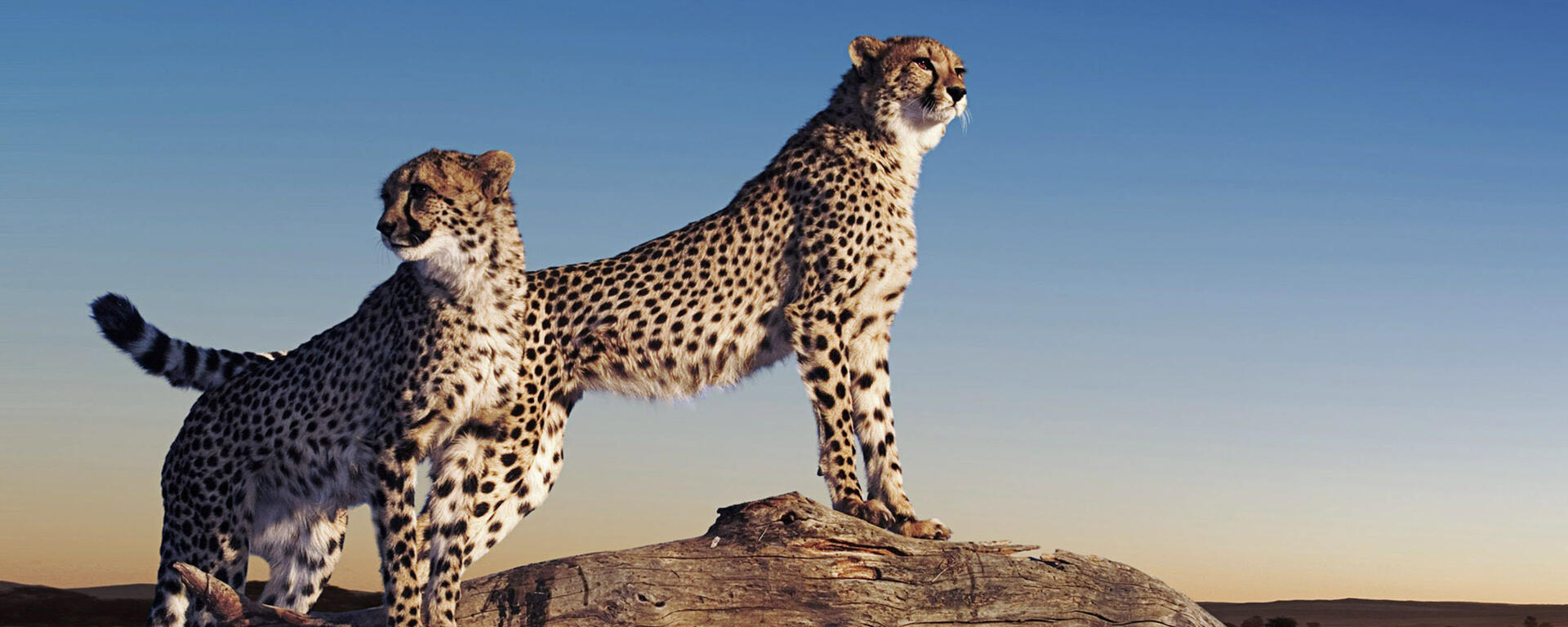 Cheetah's