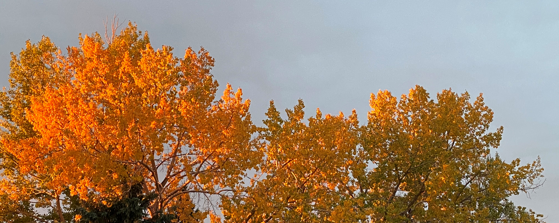 Autumn