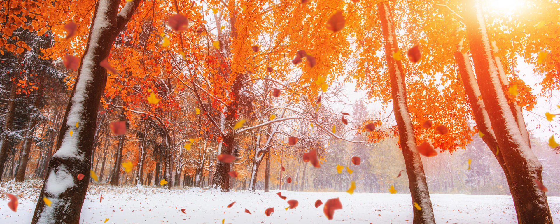 Snow in Fall - Adobe Stock