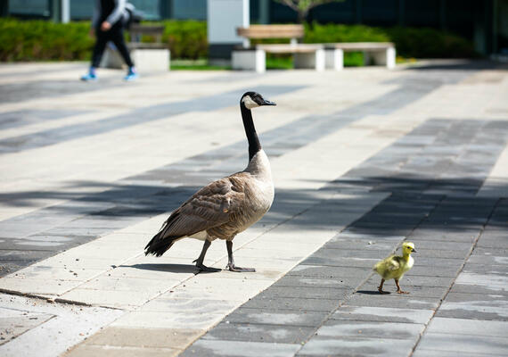 Goose and gosling