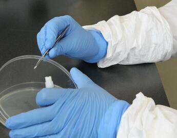 Lab