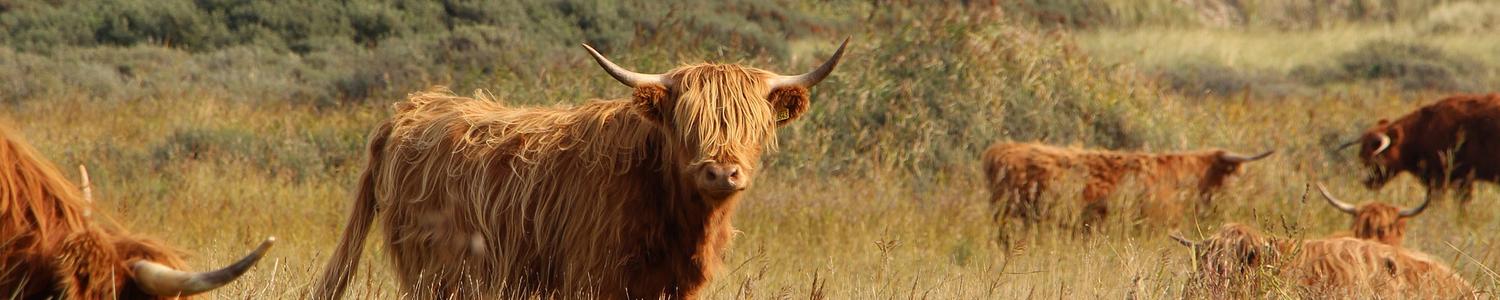 highland-cattle
