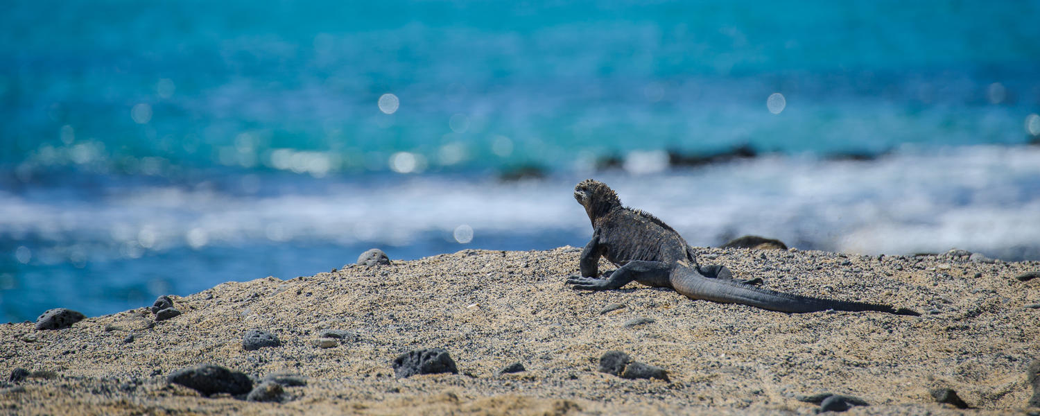 Galapagos