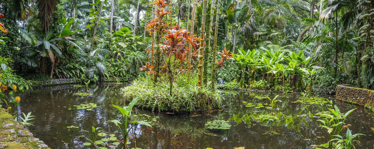 Chiara Raguso -Hawaii Garden