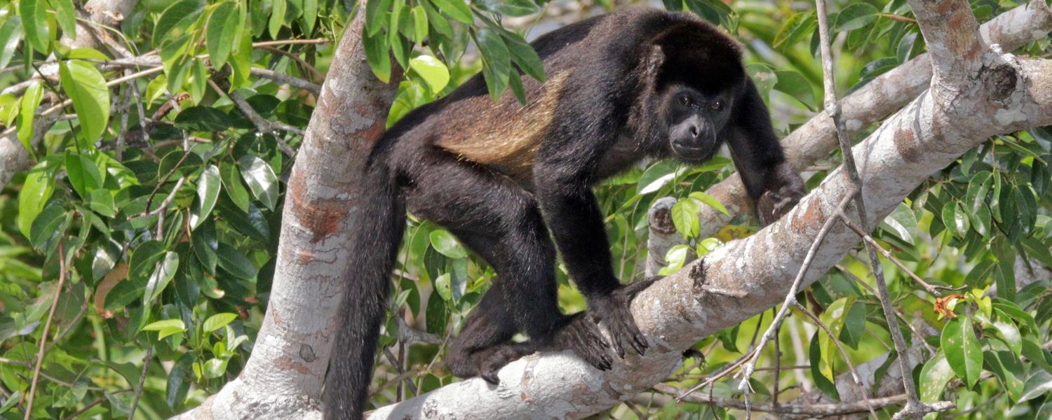 A black Howler Monkey climbing on a tree branch