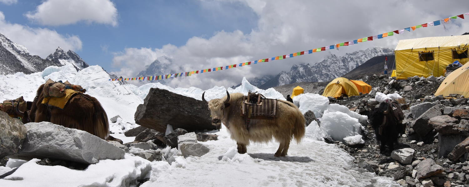 Yaks with packs, lined up on a snowy mountain, with colourful prayer flags hanging overhead