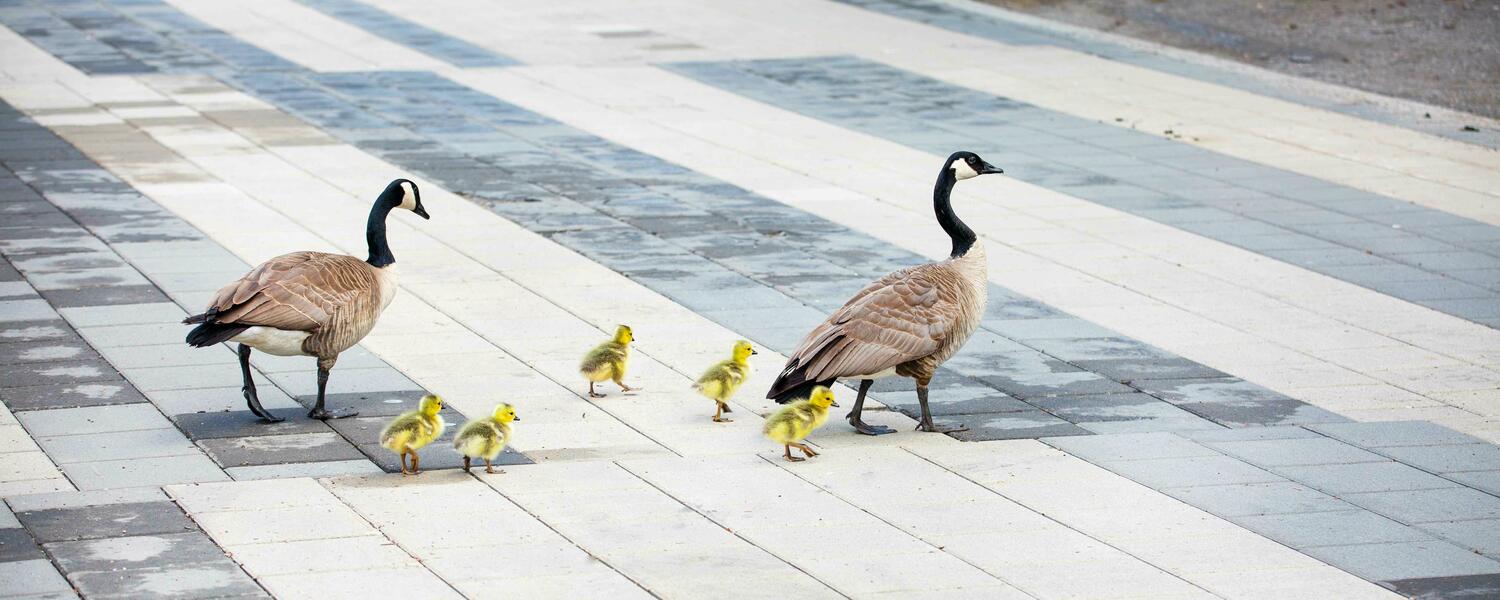 Spring sees the return of geese and their goslings to campus.