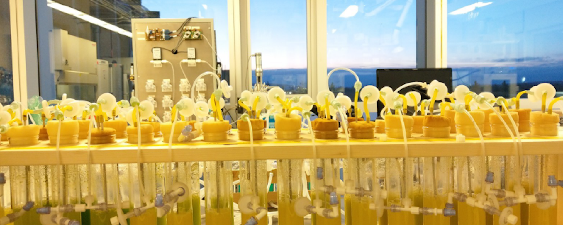 Microalgal cultures