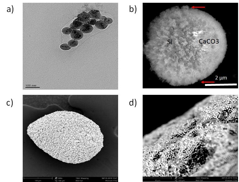 Engineered nano and micro particles Engineered nano and micro particles