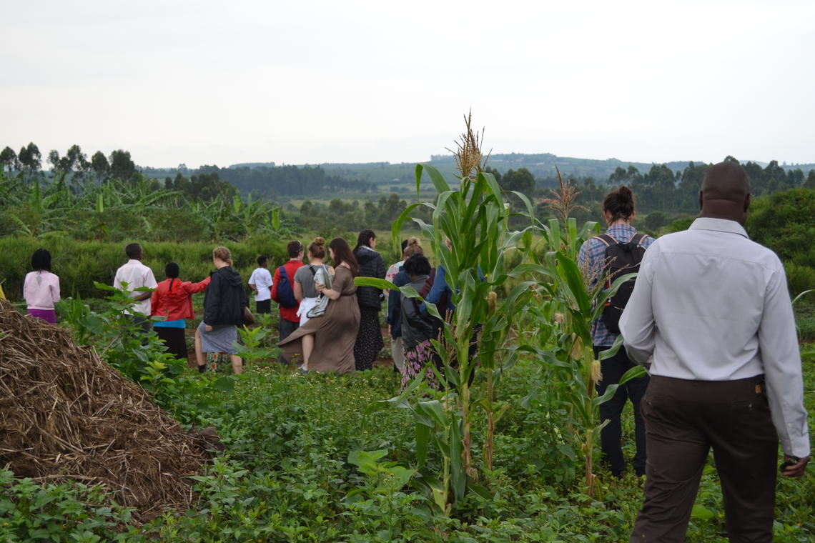 Community-led tour of biofortified crops growing in Mabira Parish, Mbarara District. Photo credit: Tyler Warnock