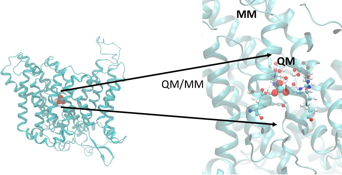 QM/MM Study of Ion Transfer QM/MM Study of Ion Transfer