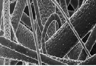 Biomedical Image