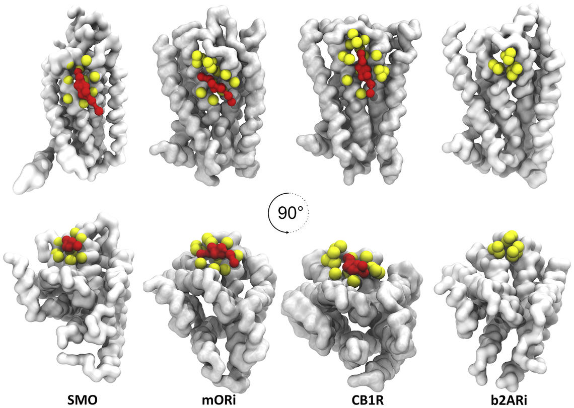 lipid-protein nvm
