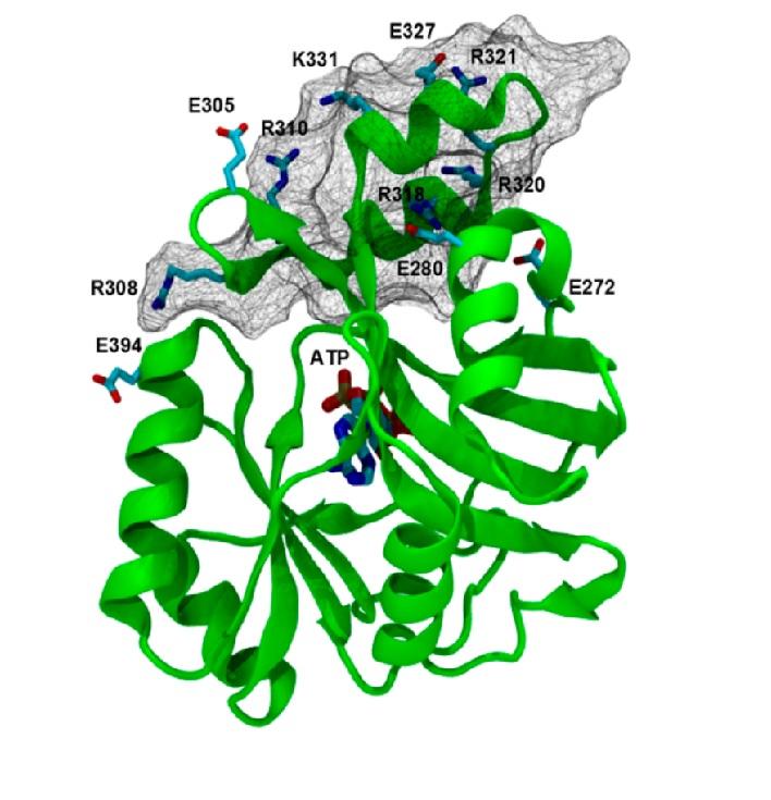Protein thermostability engineering