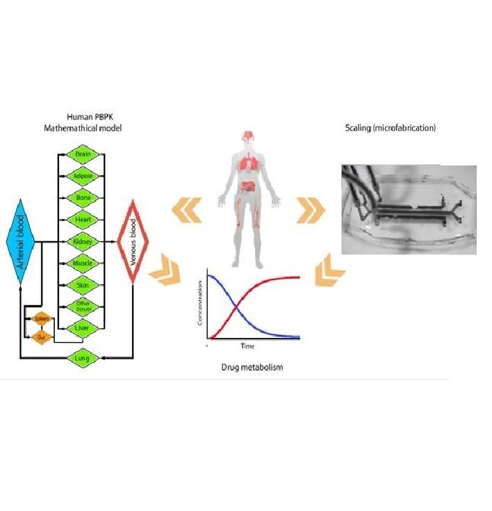 Microfluidic-based multi-organ platforms for drug discovery Microfluidic-based multi-organ platforms for drug discovery