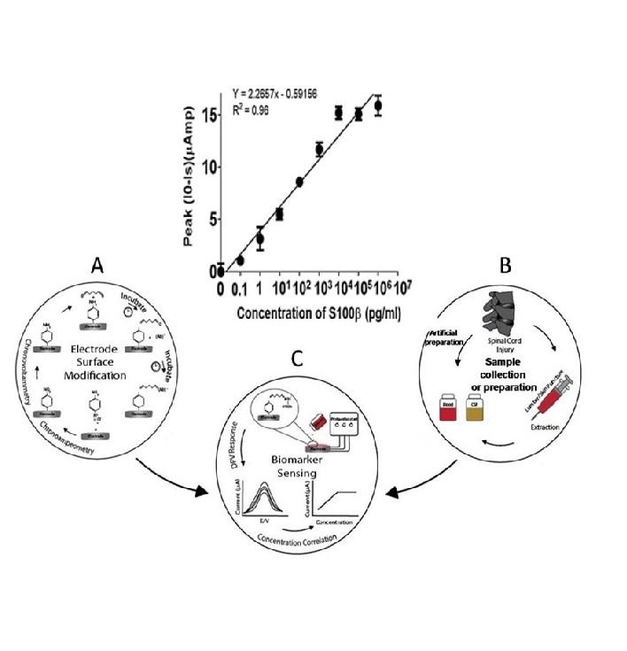 Immunosensing of S100? biomarker for diagnosis of spinal cord injury (SCI)