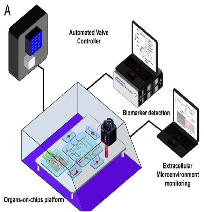 A multi-sensor-integrated organ-on-chips platform for automated and continual in situ monitoring of organoid behaviors A multi-sensor-integrated organ-on-chips platform for automated and continual in situ monitoring of organoid behaviors