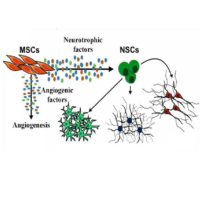 Mesenchymal stem cell therapy for ischemic tissues