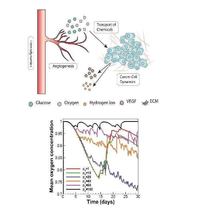 Mathematical modeling of the function of Warburg effect in tumor microenvironment Mathematical modeling of the function of Warburg effect in tumor microenvironment