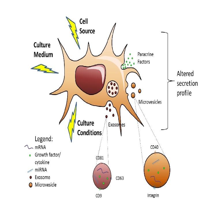Bioprocessing of mesenchymal stem cells towards cell-free therapeutics Bioprocessing of mesenchymal stem cells towards cell-free therapeutics