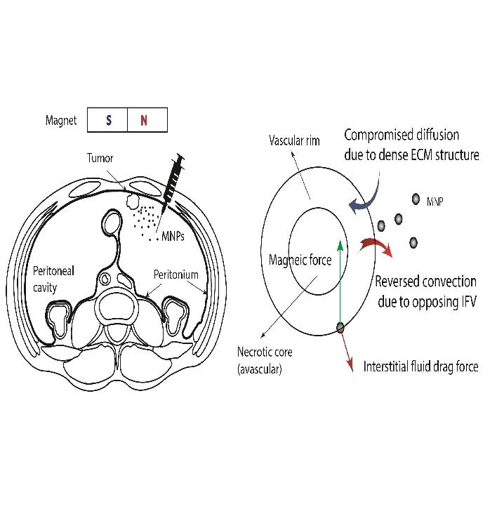 Magnetically assisted intraperitoneal drug delivery for cancer chemotherapy