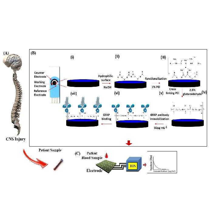 Polyethylenimine Modified Graphene-oxide Electrochemical Immunosensor for the Detection of Glial Fibrillary Acidic Protein in Central Nervous System Injury