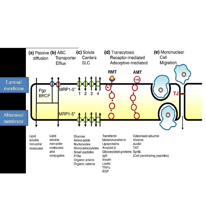In vitro models and systems for evaluating the dynamics of drug delivery to the brain In vitro models and systems for evaluating the dynamics of drug delivery to the brain