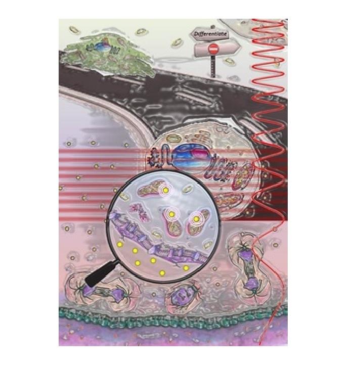 Nanoscale optoregulation of neural stem cell differentiation by intracellular alteration of redox balance Nanoscale optoregulation of neural stem cell differentiation by intracellular alteration of redox balance