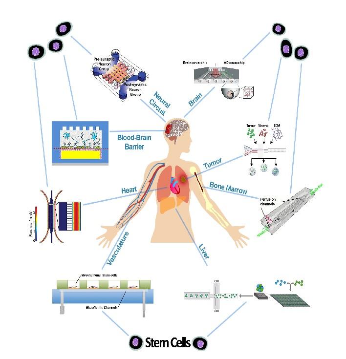 Controlling differentiation of stem cells for developing personalized organ-on-chip platforms Controlling differentiation of stem cells for developing personalized organ-on-chip platforms