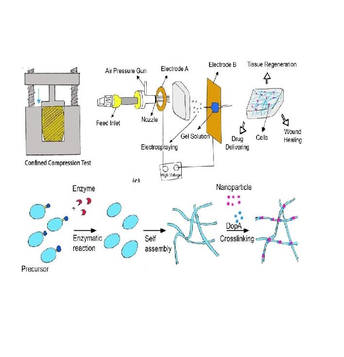 Manufacturing of hydrogel biomaterials with controlled mechanical properties for tissue engineering applications Manufacturing of hydrogel biomaterials with controlled mechanical properties for tissue engineering applications