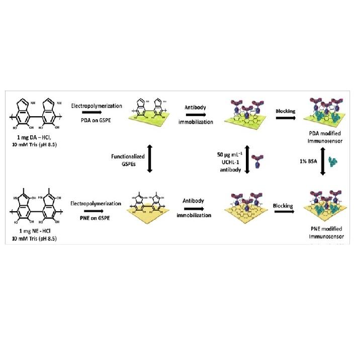 Single-step functionalization of poly-catecholamine nanofilms for ultra-sensitive immunosensing of Ubiquitin Carboxyl Terminal Hydrolase-L1 (UCHL-1) in Spinal cord injury Single-step functionalization of poly-catecholamine nanofilms for ultra-sensitive immunosensing of Ubiquitin Carboxyl Terminal Hydrolase-L1 (UCHL-1) in Spinal cord injury