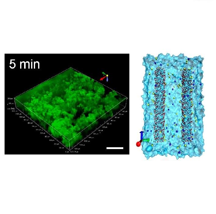 Cellulose nanocrystal structure in the presence of salts Cellulose nanocrystal structure in the presence of salts