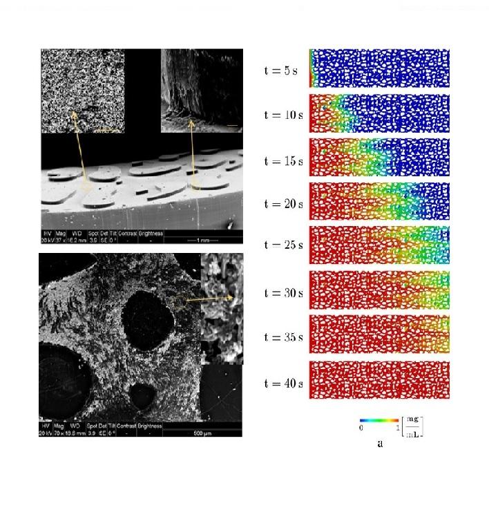 Contaminant transport in soil: A comparison of the Theory of Porous Media approach with the Microfluidic visualization Contaminant transport in soil: A comparison of the Theory of Porous Media approach with the Microfluidic visualization