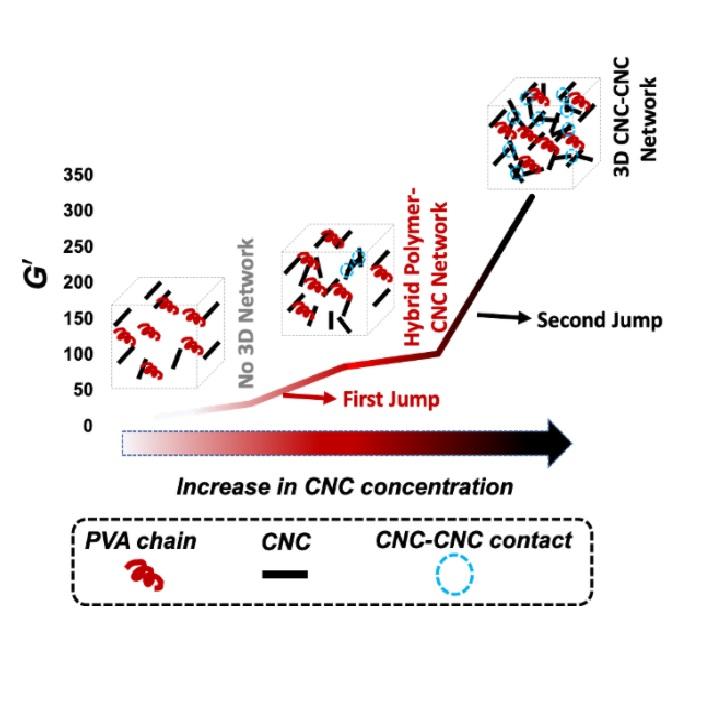 Viscoelastic properties of poly (vinyl alcohol) hydrogels with cellulose nanocrystals fabricated through sodium chloride addition: rheological evidence of double network formation