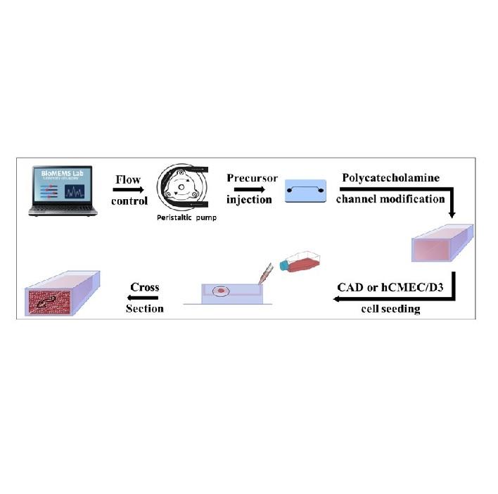 Engineering shelf-stable coating for microfluidic organ-on-a-chip using bioinspired catecholamine polymers Engineering shelf-stable coating for microfluidic organ-on-a-chip using bioinspired catecholamine polymers
