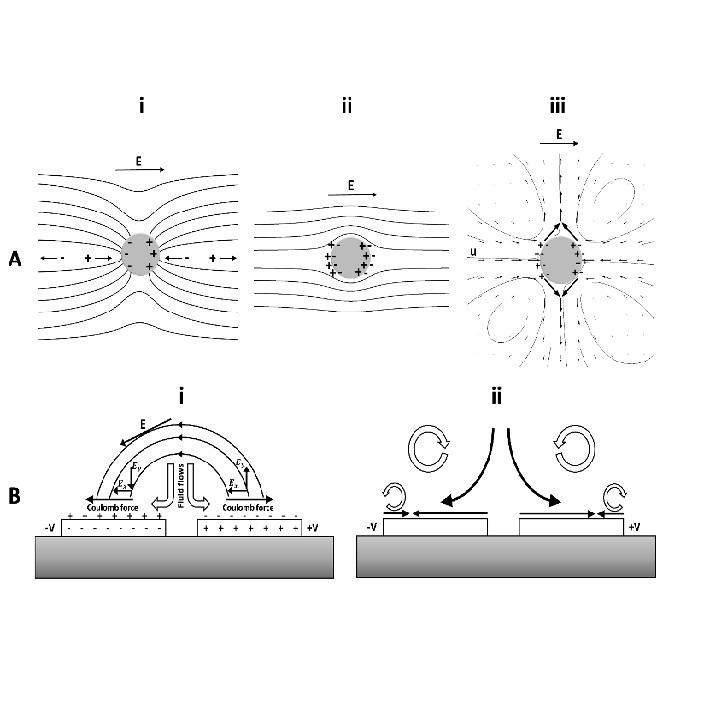 Effect of cell imprinting on viability and drug susceptibility of breast cancer cells to doxorubicin Effect of cell imprinting on viability and drug susceptibility of breast cancer cells to doxorubicin
